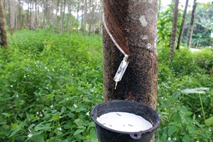 Vietnam sees surge in rubber exports